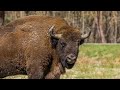 The Last of Europe's Bison