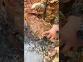 Wow.., Shocked the world 😱‼️gold discovery in the scary river. #goldprospecting #golddiscovery