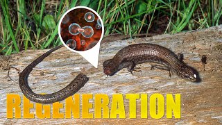 The Astonishing Regeneration Abilities of Different Animals