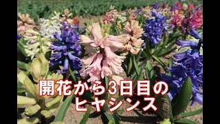 開花し始めてから3日目の混色ヒヤシンス　2021.3.27