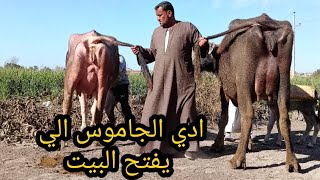 وبعد غياب يعود التاجر المحبوب باالجموس الي يعمر البيوت المعلم جمعه عنتر