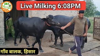 👍ये है #ईमानदार #ब्रीडर👍गाँव बालक, हिसार 👍Live Milking 6:08.👍First Timer.👍(94671 52536)👍