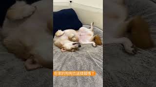 #狗狗 #柴犬 #睡覺 #寵物 #dog #sleep #可愛 #晚安晚安