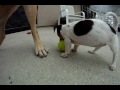 jack russel puppies playing with charlie adopted from a previous rescue litter fostered