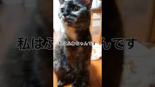 黒猫 ハチワレ サビ猫 アイドル三人組