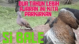 Dua Tahun Lebih Ajaran Yang Satu Ini Kita Anggurkan || Ternyata Masih Joss Di Laman...