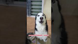 อาบน้ำ = เถียง #siberianhusky #ไซบีเรียนฮัสกี้ #ไซบีเรียนที่ชื่อฮาเธอร์ #husky #dog