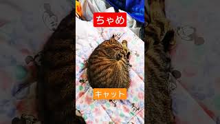 主役猫ちゃんはちゃめ😺寝ながらニャンコ先生、キャット空中三回転ダス！ #shorts #猫 #猫好き