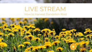 How to Harvest Dandelion Root | John Douillard's LifeSpa