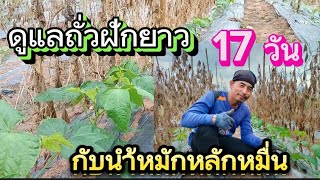 ถั่วฝักยาวอายุ17วันกับการดูแลแบบกล้วยๆ | เกษตรสร้างรายได้ | เกษตรสร้างรายได้