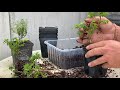 research to root tree and bonsai cuttings. propagation of juniper itoigawa bonsaitrees