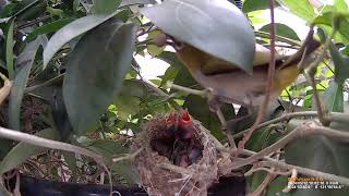 綠繡眼成鳥餵食幼鳥剪輯