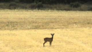 Roe deer barking