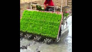 ચીન માં Rice ની ખેતી કેવી રીતે થાય  Used Plantation machine