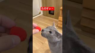 お気に入りなのにゃ〜猫#ロシアンブルー #猫