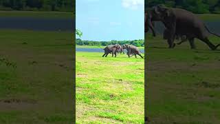 wild elephant fight 🤯😠 #srilanka #elephant #trending #viral  #animal #fight #shorts #wildlife