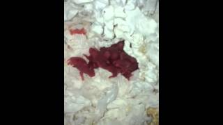 Hamstery Candy B-nest