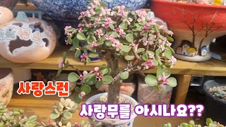 💖사랑스런 💖사랑무를 아시나요?? 💖사랑무에 대해 알아볼까요??☕️ #多肉植物 #succulents #다육이