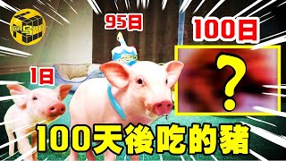 日本網紅小豬養到100天，卻被主人吃掉？頻道【100天後吃的豬】惹爭議！日本的生命教育究竟錯在哪兒了？ [Unsolved Mystery Stories | Xiaowu]