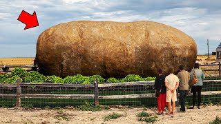 दुनिया का सबसे बड़ा आलू (potato) | World's biggest potato | 🤯🤯😱🤔🤔 #short #shorts #factmortem