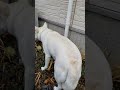 嘔吐するうちの犬。part2