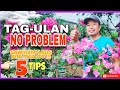 Paano Alagaan ang mga Bougainvillea sa Tag-Ulan | Gawin ang 5 Tips na Ito