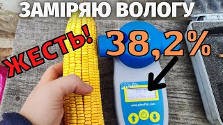 Заміряю вологу кукурудзи! Результат 38,2% Жесть! Кукурудза від якої збанкрутіють фермери!