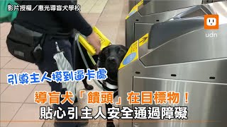 導盲犬「饋頭」在目標物！貼心引主人安全通過障礙