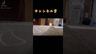 こねこ　子ネコ　コネコ　仔猫　小猫　子猫　マンチカン　ミヌエット　#shorts #猫 #cat