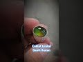 bacan coklat super ganti ikatan #shorts #batuakik #bacan #emeraldstone #bacannatural #gemstone