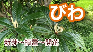 びわ　新芽・摘蕾・開花