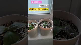 목기린선인장 키우기 🌵🌵🌵#다육식물 #옆선선인장#접목#게발선인장#취미생활#多肉植物