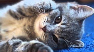 Котята и милые котики ) Самое милое видео в мире