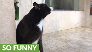 Crazy cat showers with his owner