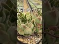 083【夏越しのコツ】夏の水やりはこれがオススメ shorts エケベリア 観葉植物 succulent