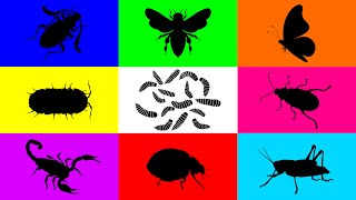 Insect: Squash Beetle, Maggots, Ladybug, Leaf Beetle, Bee, Isopod, Grasshopper, Scorpion, Butterfly