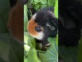 Guinea pigs eating a big bush in my backyard