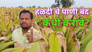 हळद शेवटच्या टप्प्यातील पाणी नियोजन #हळद #agriculture