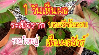 สุดตะลึง!!! 1 วันเห็นผล ระเบิดรากบอนสี แบบง่ายๆ ต้นอวบแตกกอเร็วแม่วี Channel