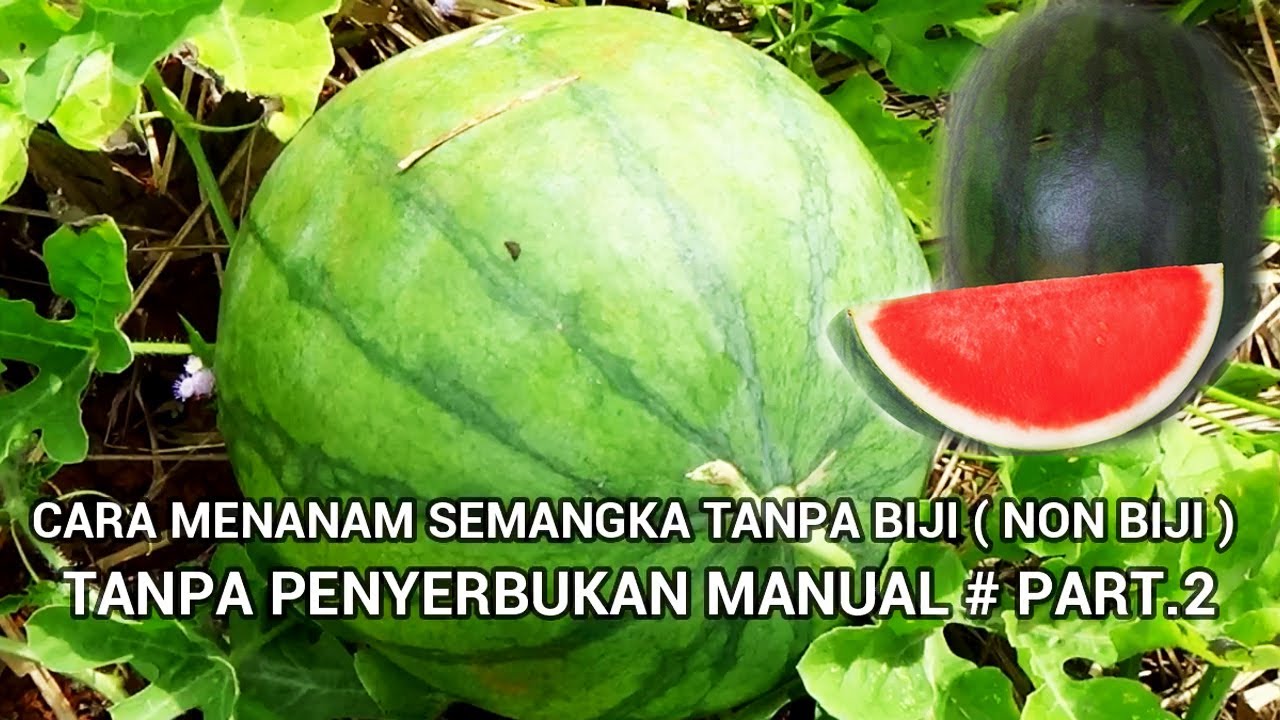 Cara Mudah Menanam Semangka Tanpa Biji / NON BIJI Tanpa Perkawinan ...