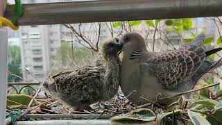 20230219金背鳩的6 孵出第11天 下午兩點多母鳥本日最後一次餵食，下一餐得等明天早上了。（雨聲擊雨棚，很吵）