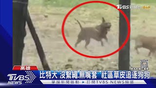 比特犬咬死流浪犬!飼主稱「浪犬先攻擊」問有無牽繩沉默了｜TVBS新聞 @TVBSNEWS01