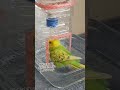 セキセイインコの手づくりプール shorts