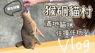 【Vlog】滿地貓咪任摸任玩？去台灣最有名的貓村調戲貓咪！觀光地的貓咖啡會雷嗎？｜貓與香菜