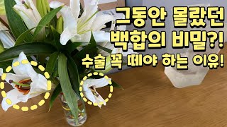 백합 관리법 | 꽃꽂이 | 수술 제거 | 오래보는 법