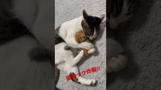 炸裂‼︎猫拳法『猫キック』🐾