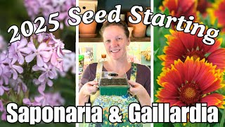 2025 Seed Starting: 🌸 Saponaria & Gaillardia || Tips for a Successful Seed Starting 🌿