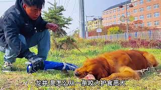 咬人護食惡犬，一棍打服。（一）#狗狗 #萌宠 #训犬 #金毛