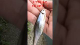 超簡単！！川で小物用サビキでモロコ釣りしてみた！#shorts #fishing#モロコ釣り  #神崎川 #エサ釣り