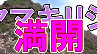 “シネマＢＧＭ”　山に行くならここ　【ミヤマキリシマ満開】　《由布岳登山》　〈レイダース〉